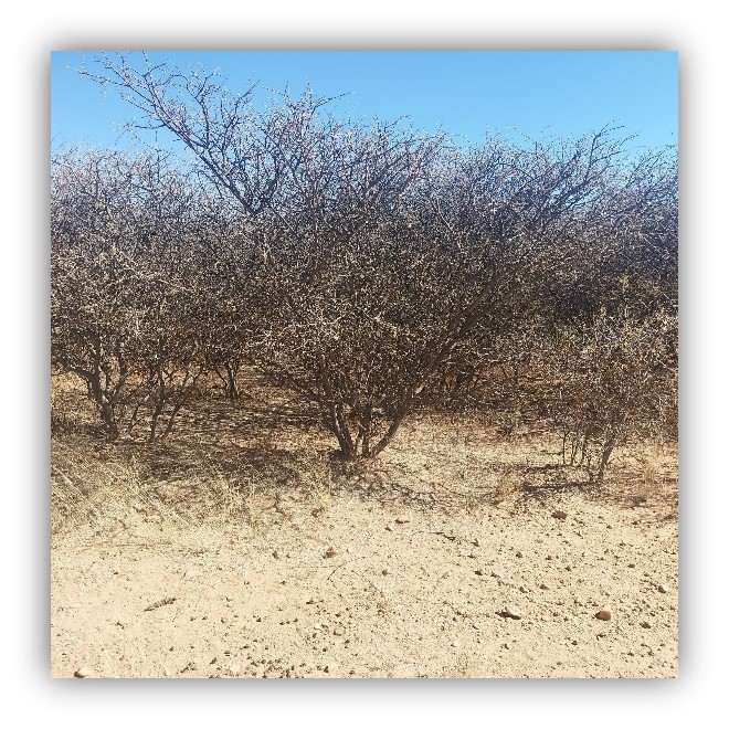 Further Opportunities to deal with Bush Encroachment in Namibia